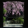 枝垂桜、山門に浮かぶ