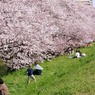 花見日和