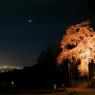 里の守り桜