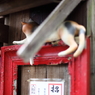 尾道の猫