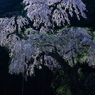 龍興寺の枝垂れ桜