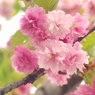 松前琴糸桜