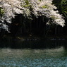水桜