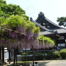 藤棚