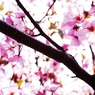 2012 Sakura-08