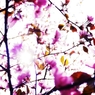 2012 Sakura-09