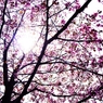 2012 Sakura-10