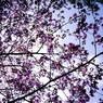 2012 Sakura-11
