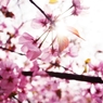 2012 Sakura-13