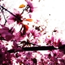 2012 Sakura-14