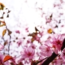 2012 Sakura-15