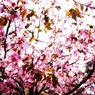 2012 Sakura-16