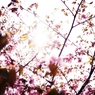 2012 Sakura-18