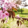 2012 Sakura-19