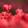 花便り　- 赤いチューリップ -