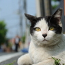 にんげんかんさつ
