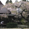 西光寺の桜2012