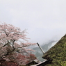 三多気の桜Ⅱ