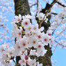 桜の木