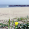 浜辺に咲いた一輪の花1