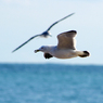 Sea gull　- Scene 03 -