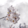 光に透ける桜