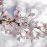 光の中の桜たち
