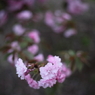 八重桜　１