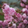 八重桜　２