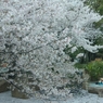水際・末広がり