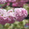 造幣局今年の桜