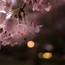 夜桜