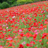 poppy_6