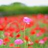 poppy_8