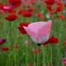 poppy_9