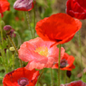 poppy_10