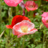 poppy_11