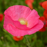 poppy_12