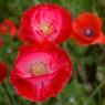 poppy_13