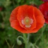 poppy_14