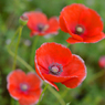 poppy_15