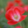 poppy_16