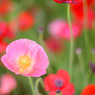 poppy_17