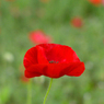 poppy_18