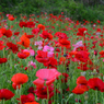 poppy_19