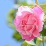 薔薇の季節２