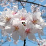 桜のブーケ
