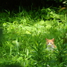 見てる