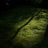 木の陰と苔