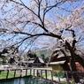 山里の 春のうららを 来てみれば 池の水面に 花ぞ散りける 